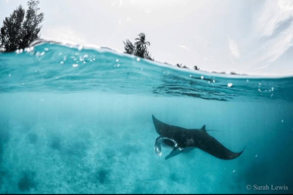 Screen Shot 2018-04-16 at 5.00.07 pm