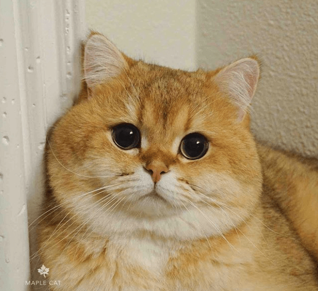 Screen Shot 2020-06-28 at 12.15.16.png