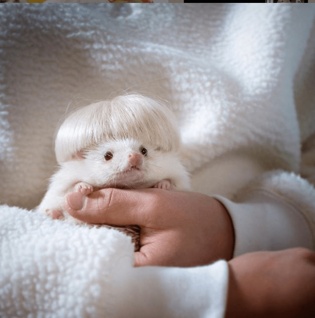 Screen Shot 2020-06-28 at 12.43.28